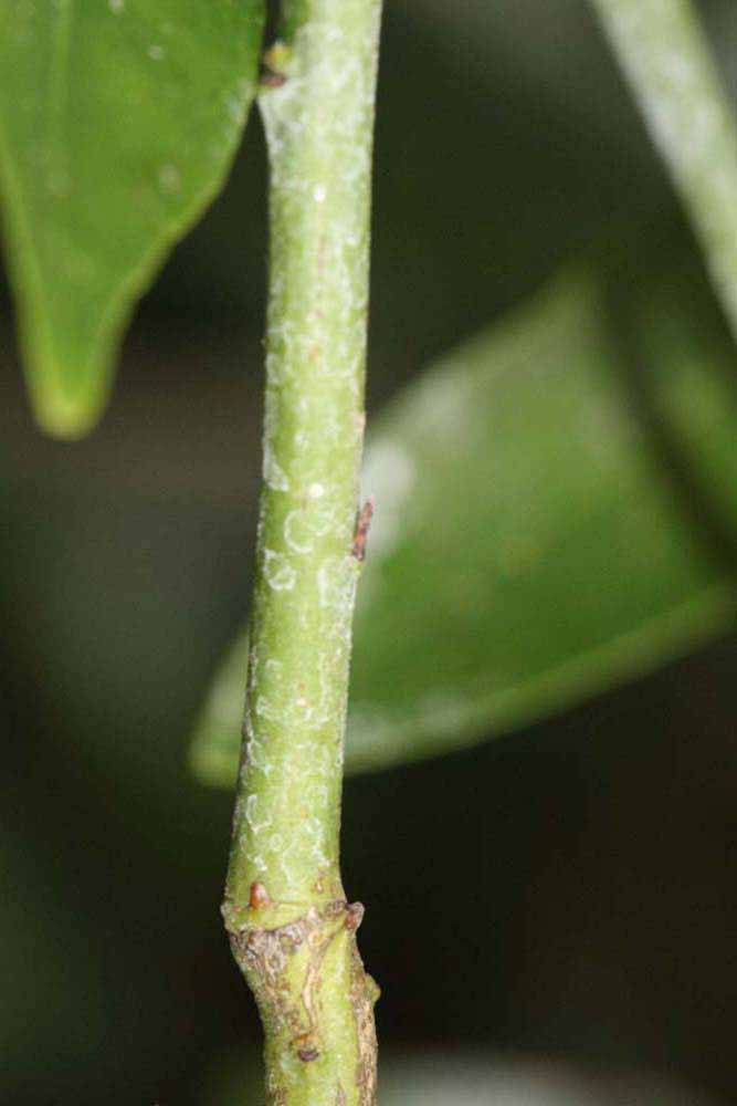              First year twig (Riverside, CA)       